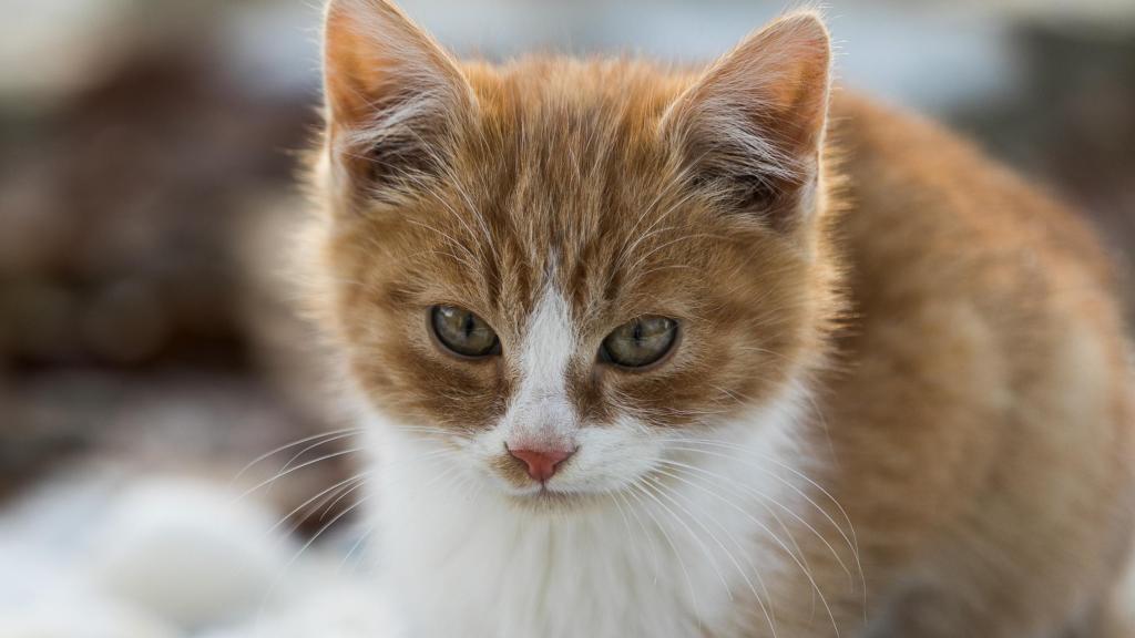 Un gatito rojo y blanco en la nieve.