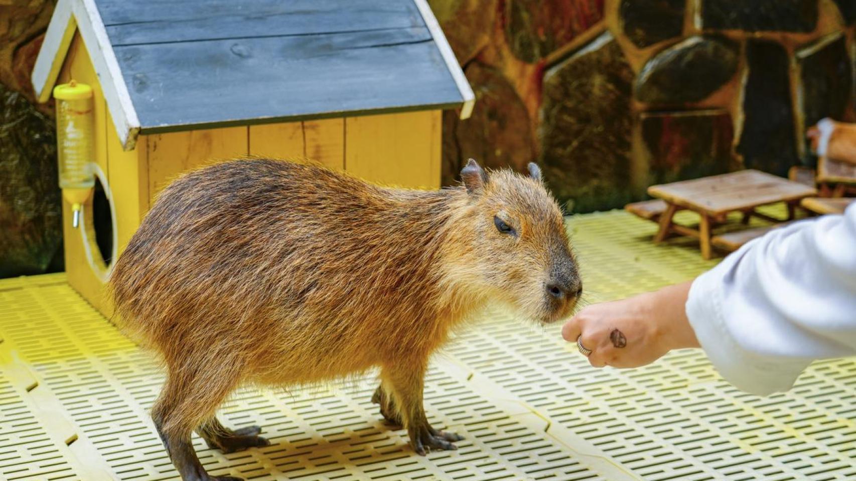 Un carpincho en una casa.