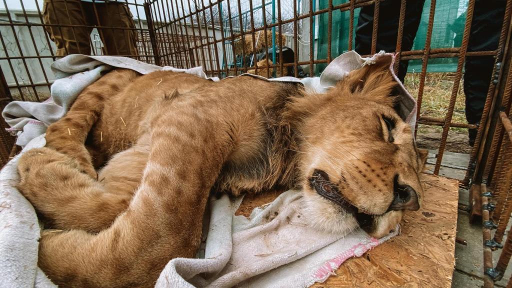 Un león rescatado por Vet Crew.