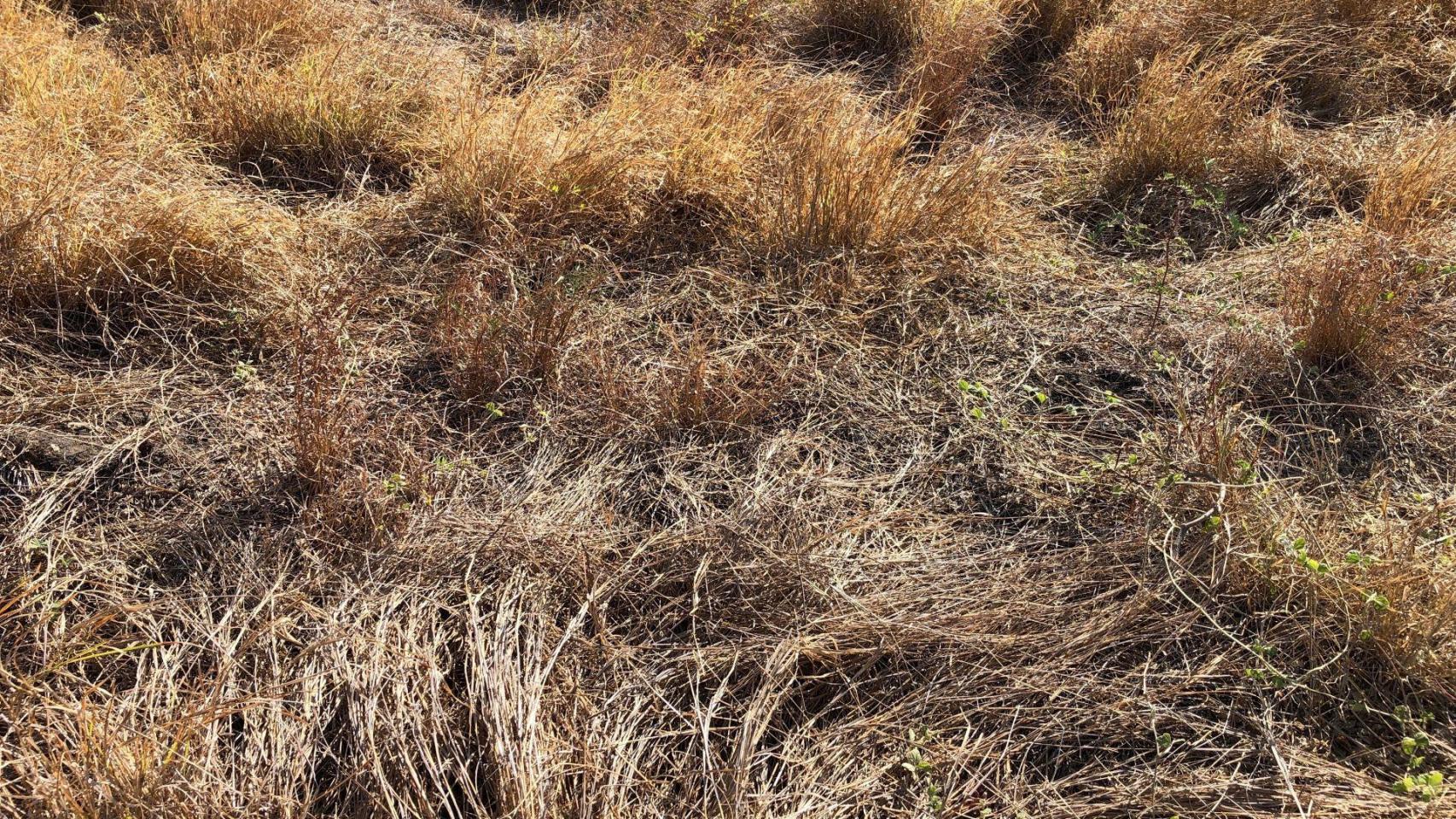 Hierba seca