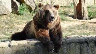 El oso Carmo, de Vigo Nature, con problemas de salud: hígado, riñones e intestinos, afectados