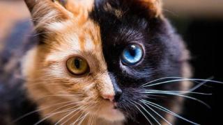 Un veterinario revela el misterio de los gatos quimera: "Se trata de un solo animal con la genética de dos"