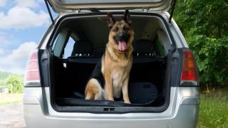 Por qué no hay que viajar con tu mascota en el maletero: "Esa zona absorbe toda la fuerza del golpe; puede costarle la vida"