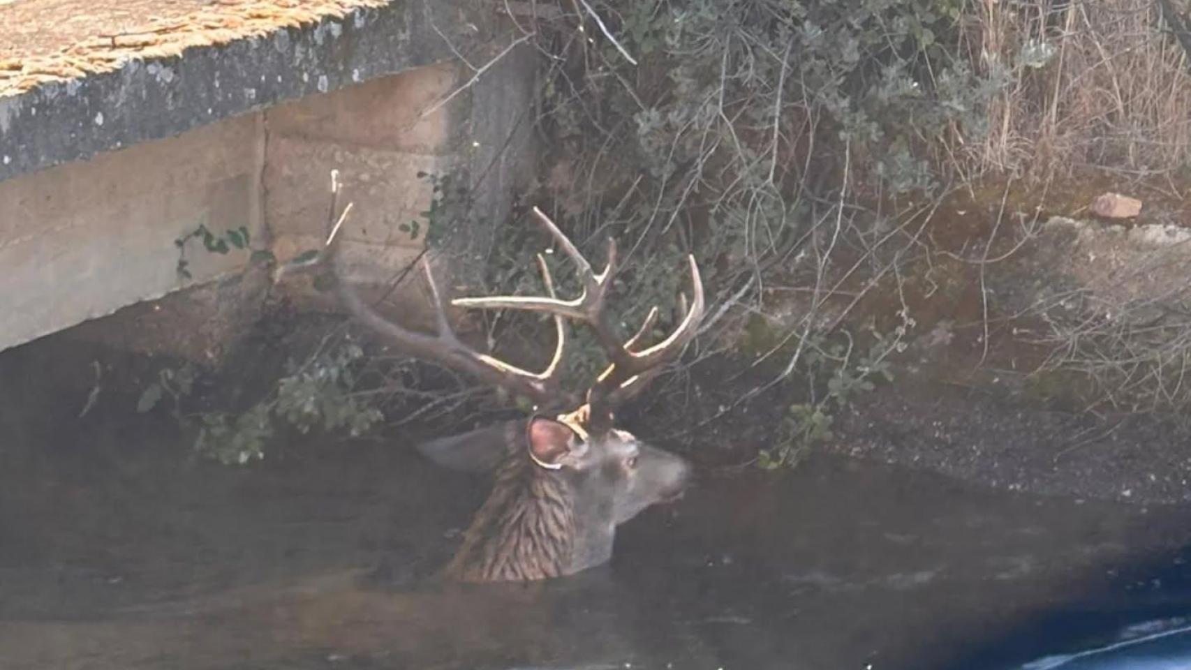Imagen del ciervo atrapado en el canal de Pumarejos tras caer al agua.