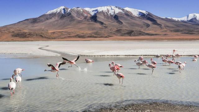 Flamencos en Sudamérica.