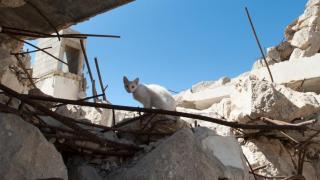 Ahmed Aaed, el niño que rescató a un gato en Gaza: "Tus ronroneos me protegían del ruido de los drones"