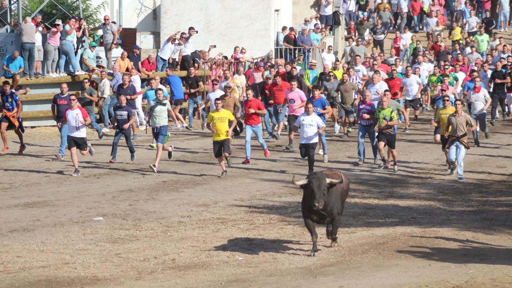 'Saltavallas' durante la celebración del Toro de la Vega de Tordesillas