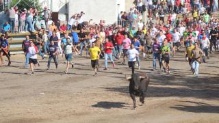 Saltavallas da guerra en el Toro de la Vega de Tordesillas: momentos de tensión tras embestir contra las talanqueras