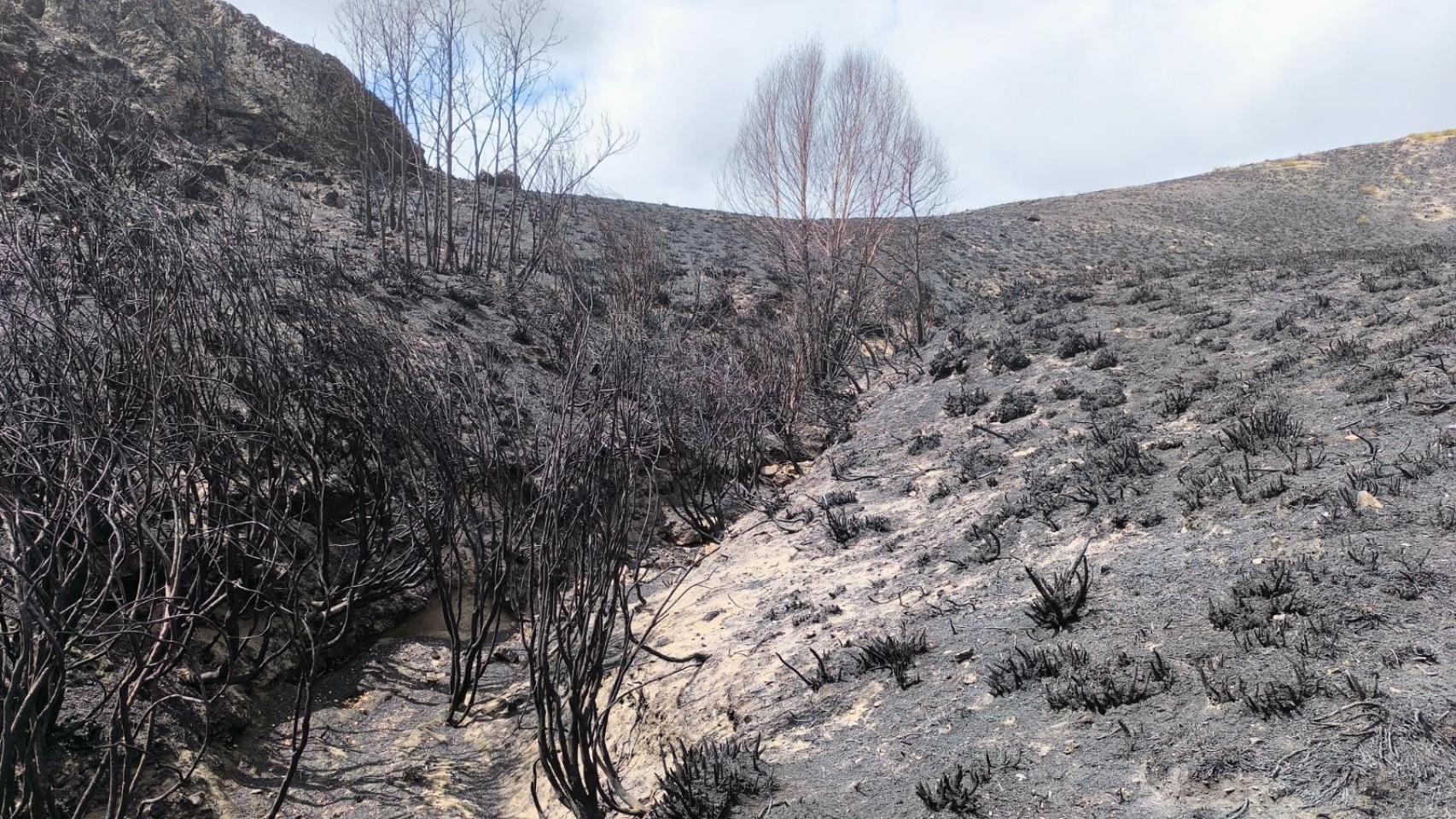 Imagen de la consecuencia de los incendios forestales de este verano en Galicia.