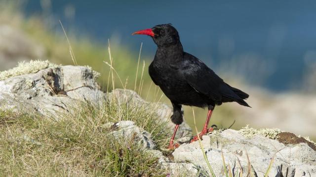 La chova piquirroja, un ave extinta hace 200 años.