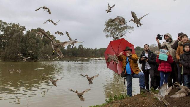 Algunas aves en la marisma de Doñana.