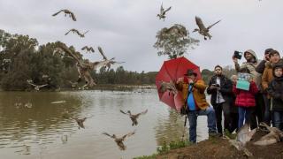 La sombra de la gripe aviar amenaza Doñana y los expertos temen por el Parque Nacional: "Tenemos mucho miedo"