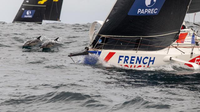 La flota de La Solitaire acompañada de delfines en su camino a Vigo