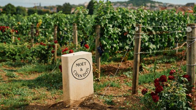 Uno de los viñedos de Möet&Chandon en Champange.