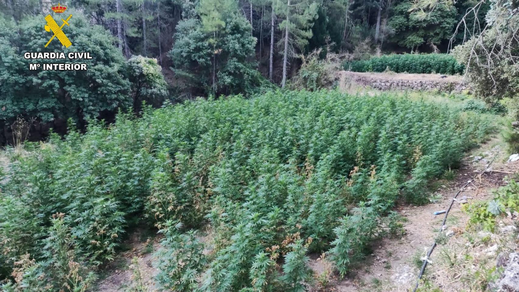 Una plantación de marihuana en Valderrobles, Teruel.