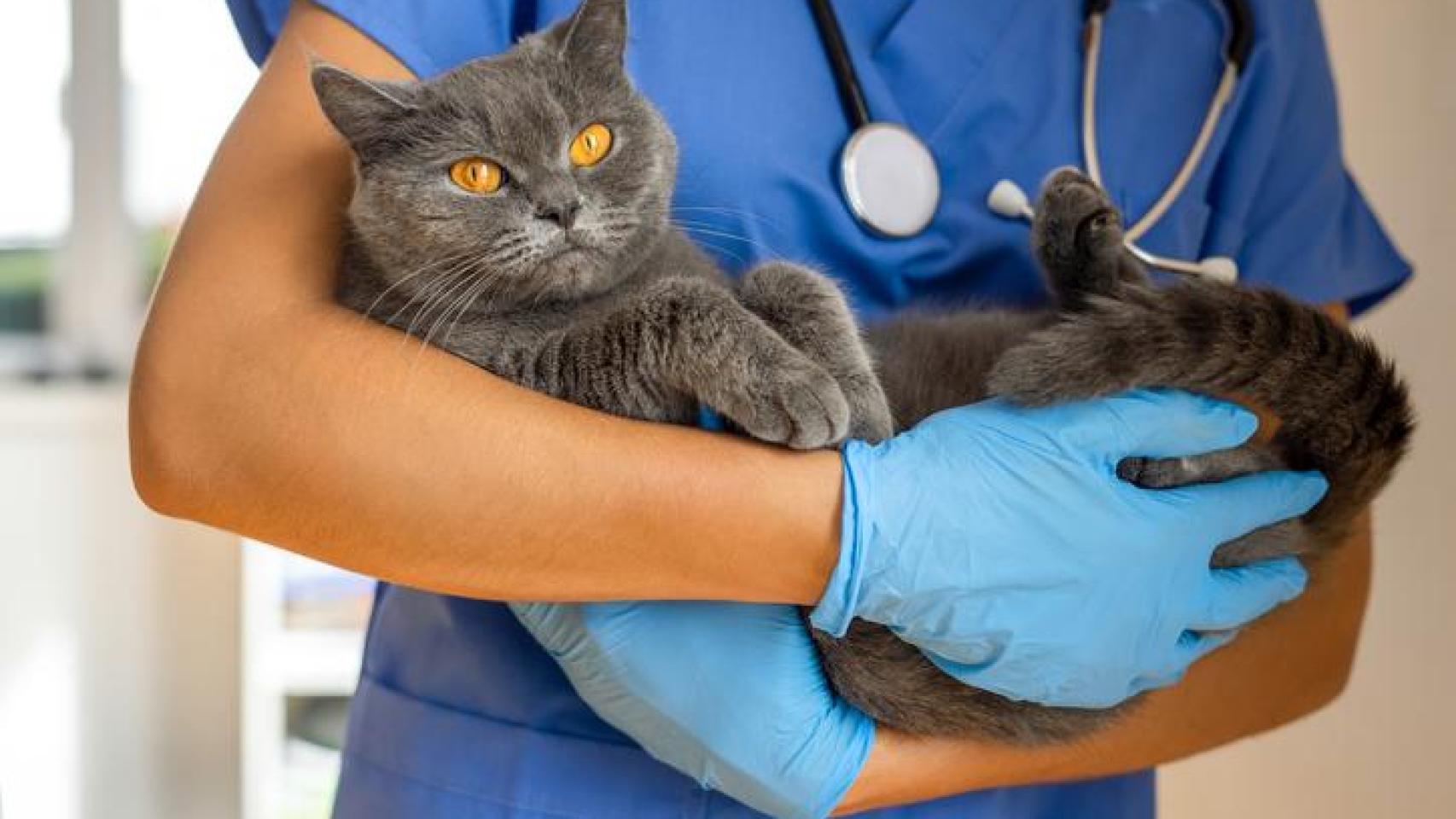 Un gato gris en brazos de una veterinaria.