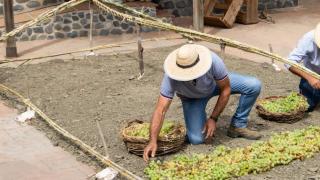 Este es el pequeño pueblo de Málaga que repartirá gratis 600 litros de vino y 700 kilos de uva pasa durante el fin de semana