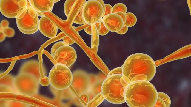 España lidera el avance del hongo ‘Candida auris’ en Europa: resistente, contagioso y potencialmente mortal.