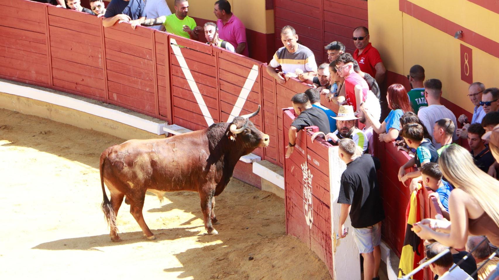 Imagen del segundo encierro de Almodóvar del Campo.