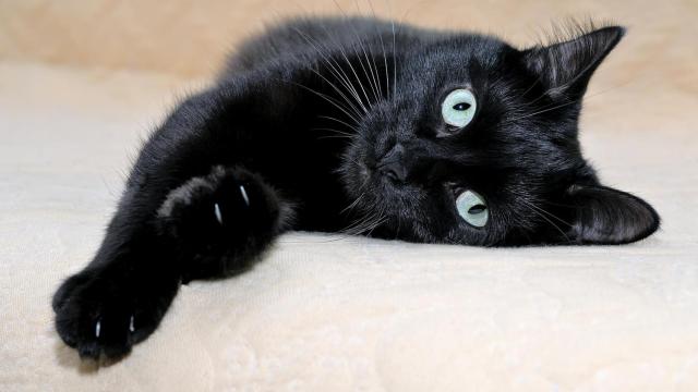 Un gato negro en un sofá.