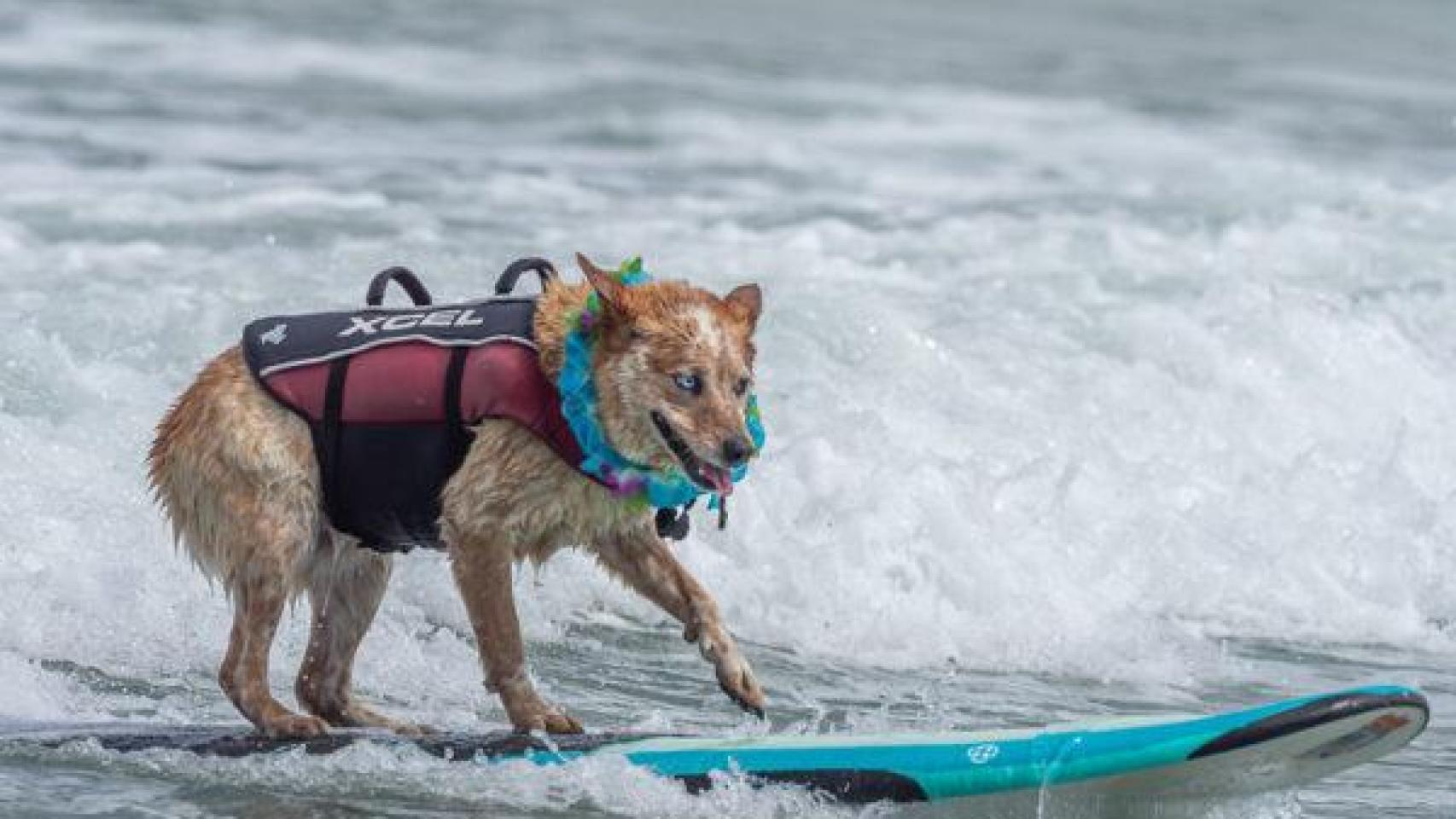 Un perro durante el campeonato mundial de surf canino en California.