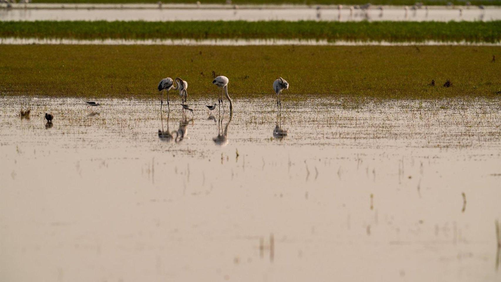 Imagen de archivo de aves en Doñana.