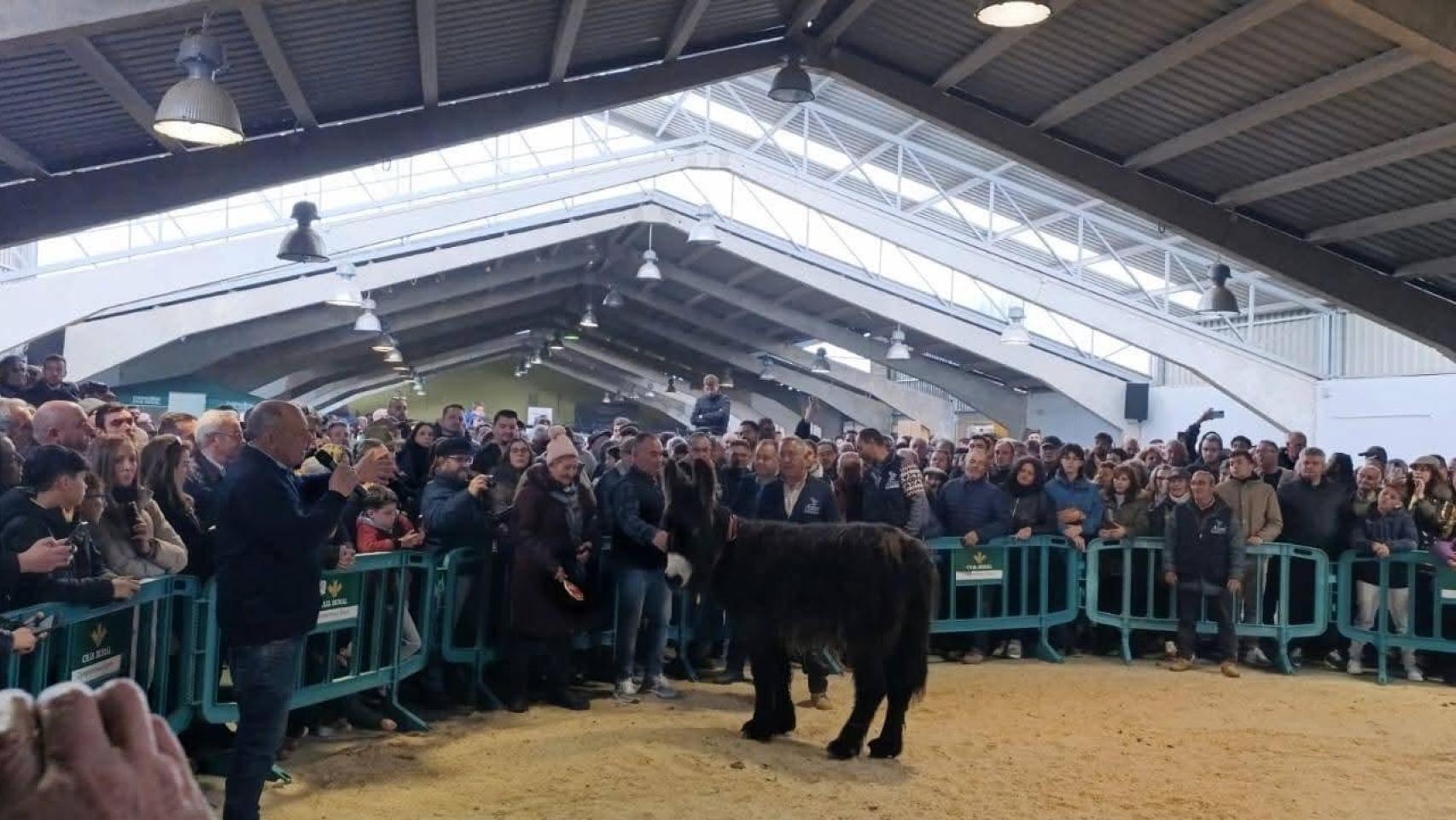 Certamen ganadero en la provincia de Zamora.