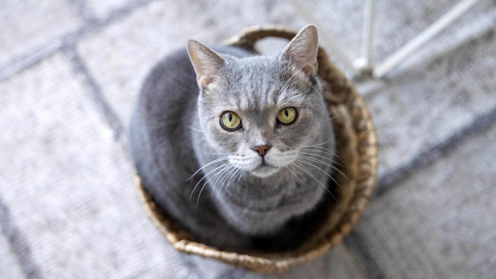 Un gato en una cesta.
