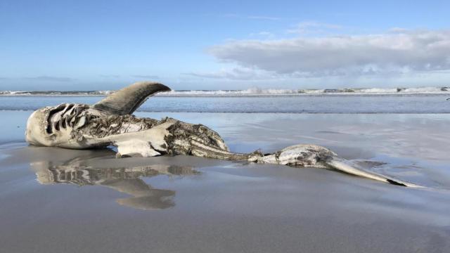 Los restos de un gran tiburón blanco varados en Pearly Beach, Gansbaai, Sudáfrica