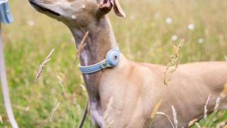 Un perro con un collar de Nina Woolf.
