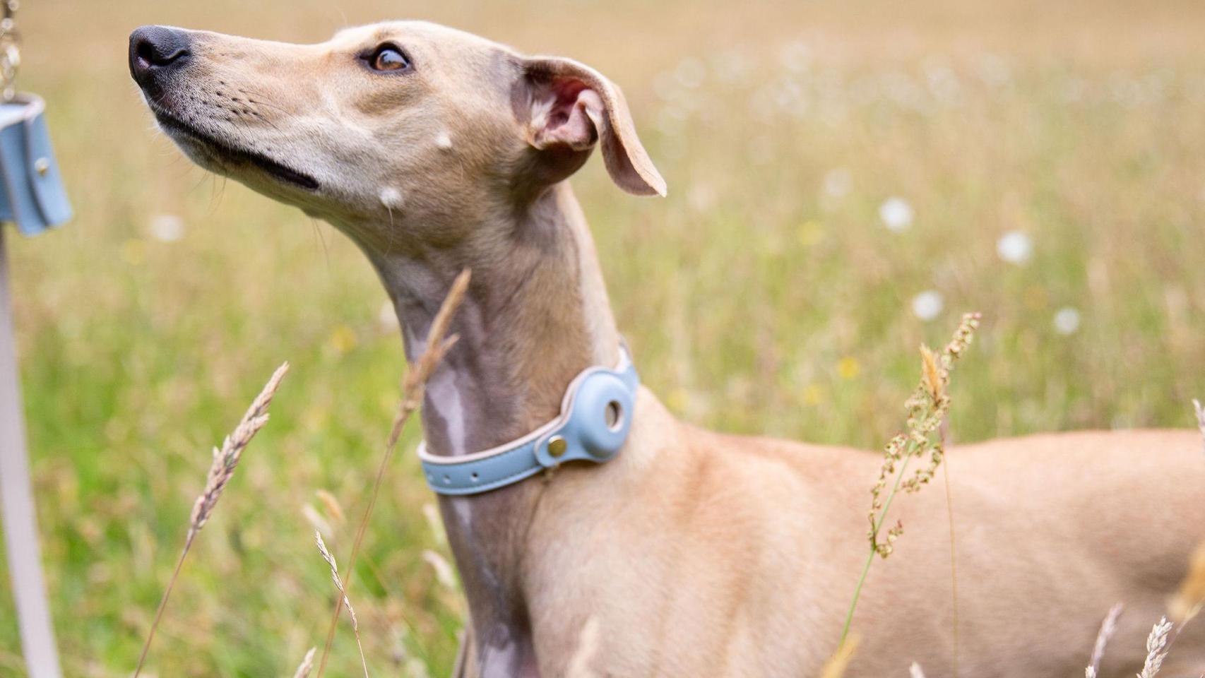 Un perro con un collar de Nina Woolf.