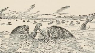 Ilustración de vacas marinas en la edición de 1895 de 'Los dos libros de la selva', de Rudyard Kipling.