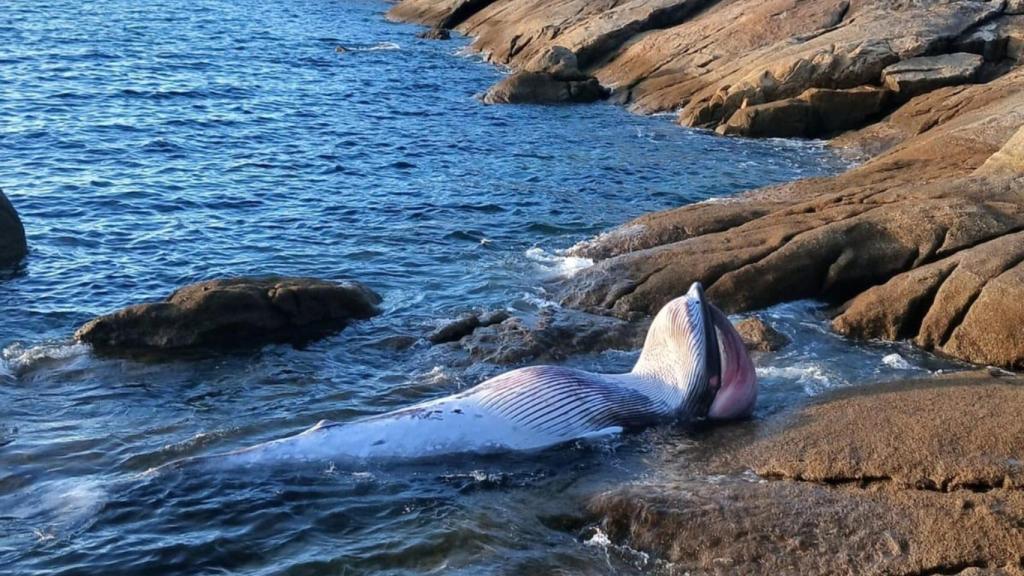 Aparece el cadáver de un cetáceo en el Puerto de Aldán, en Cangas (Pontevedra)