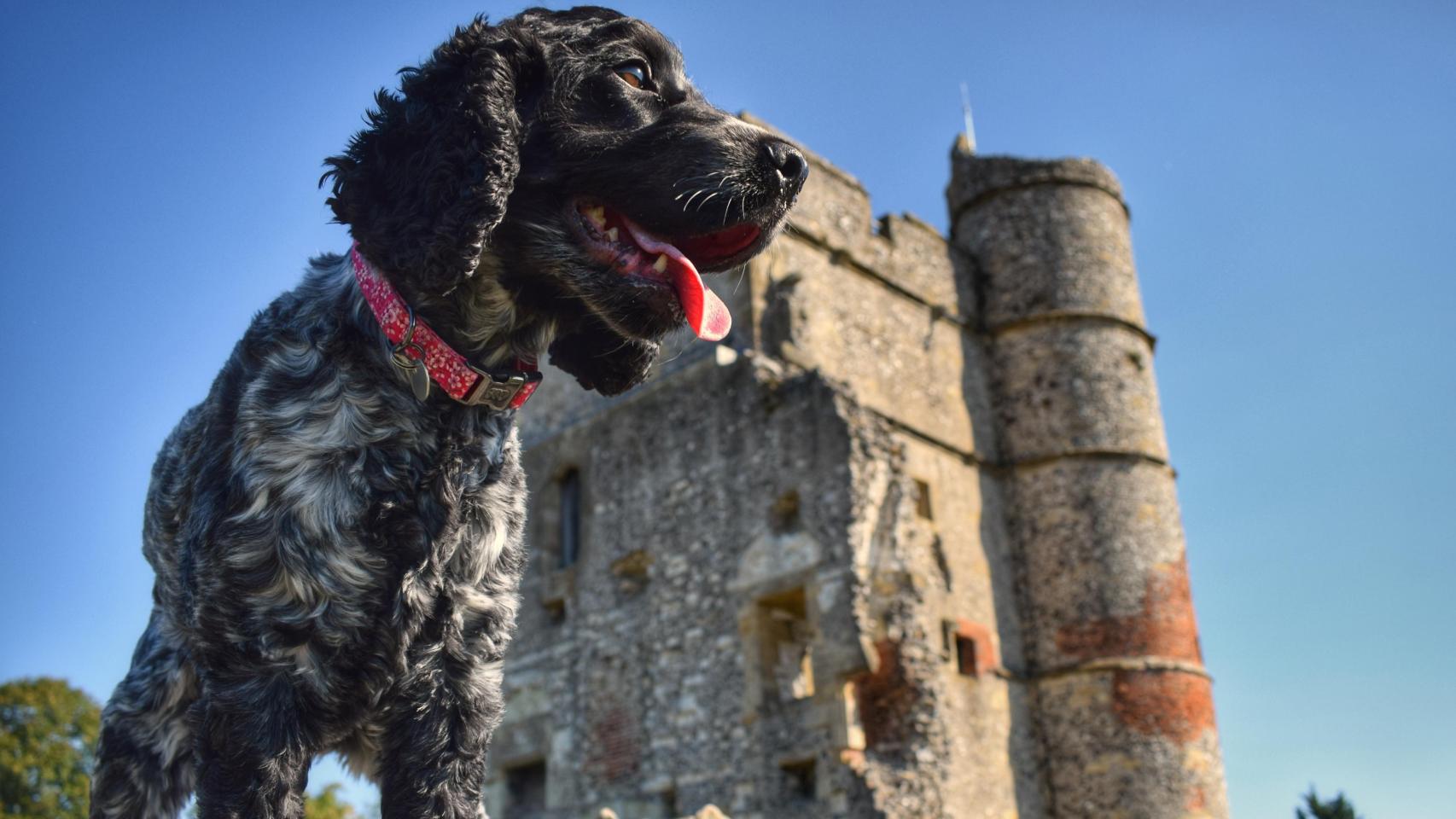 Un perro en frente de un castillo.
