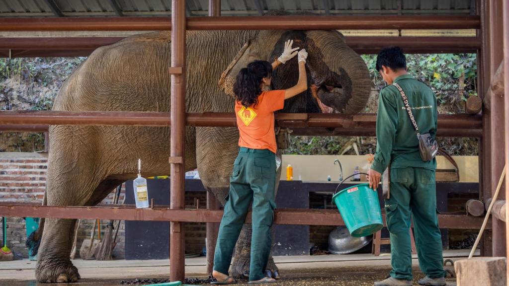 Anabel López, la bióloga madrileña que rehabilita elefantes “esclavizados” de Laos sirviéndose de “sus cacas”