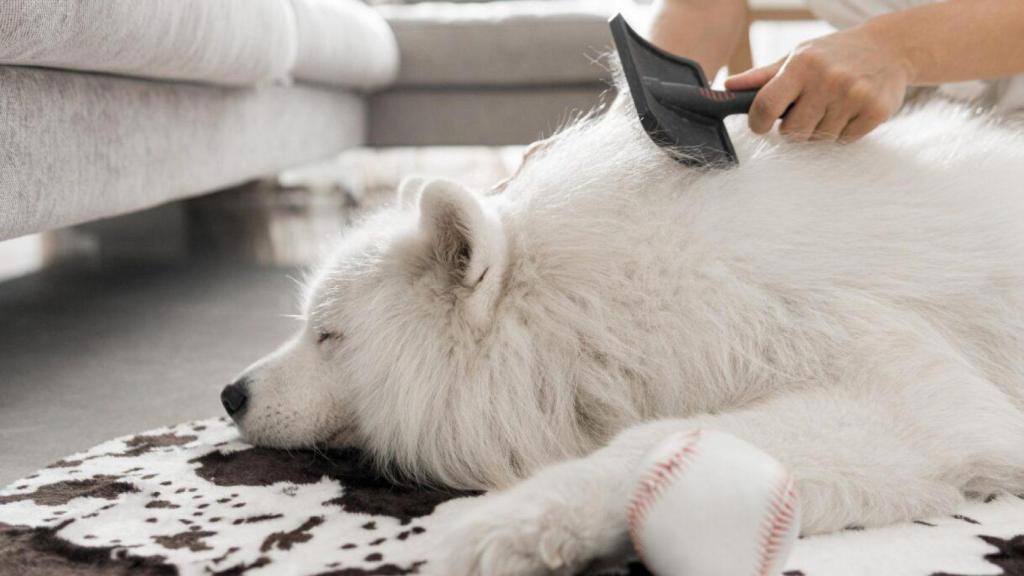 Un perro tumbado mientras lo cepillan.