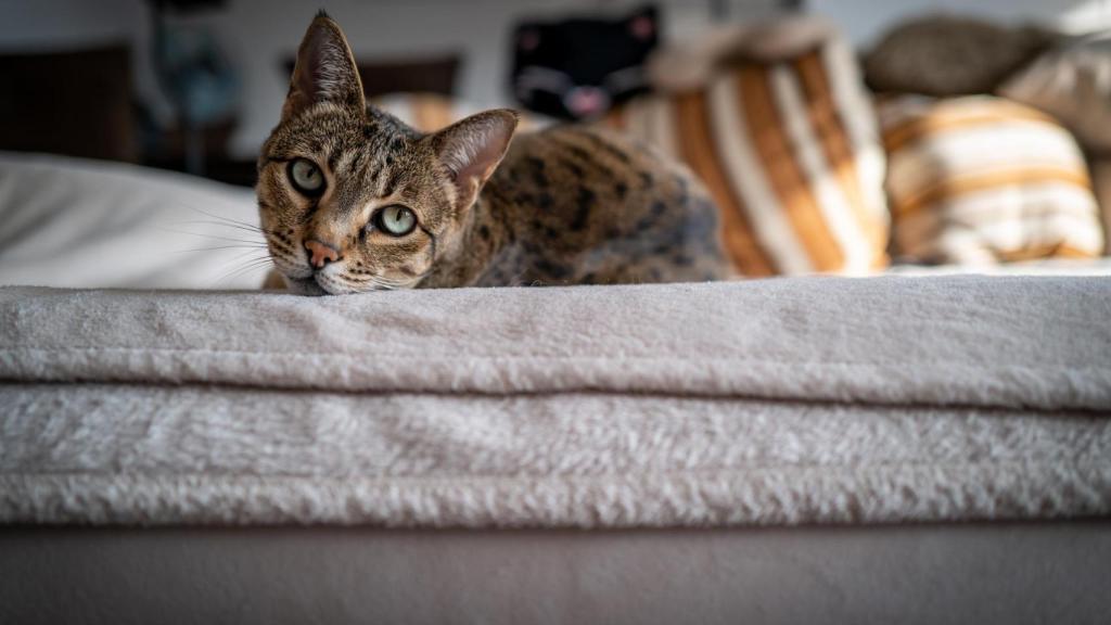 Un ejemplar de gato Savannah.