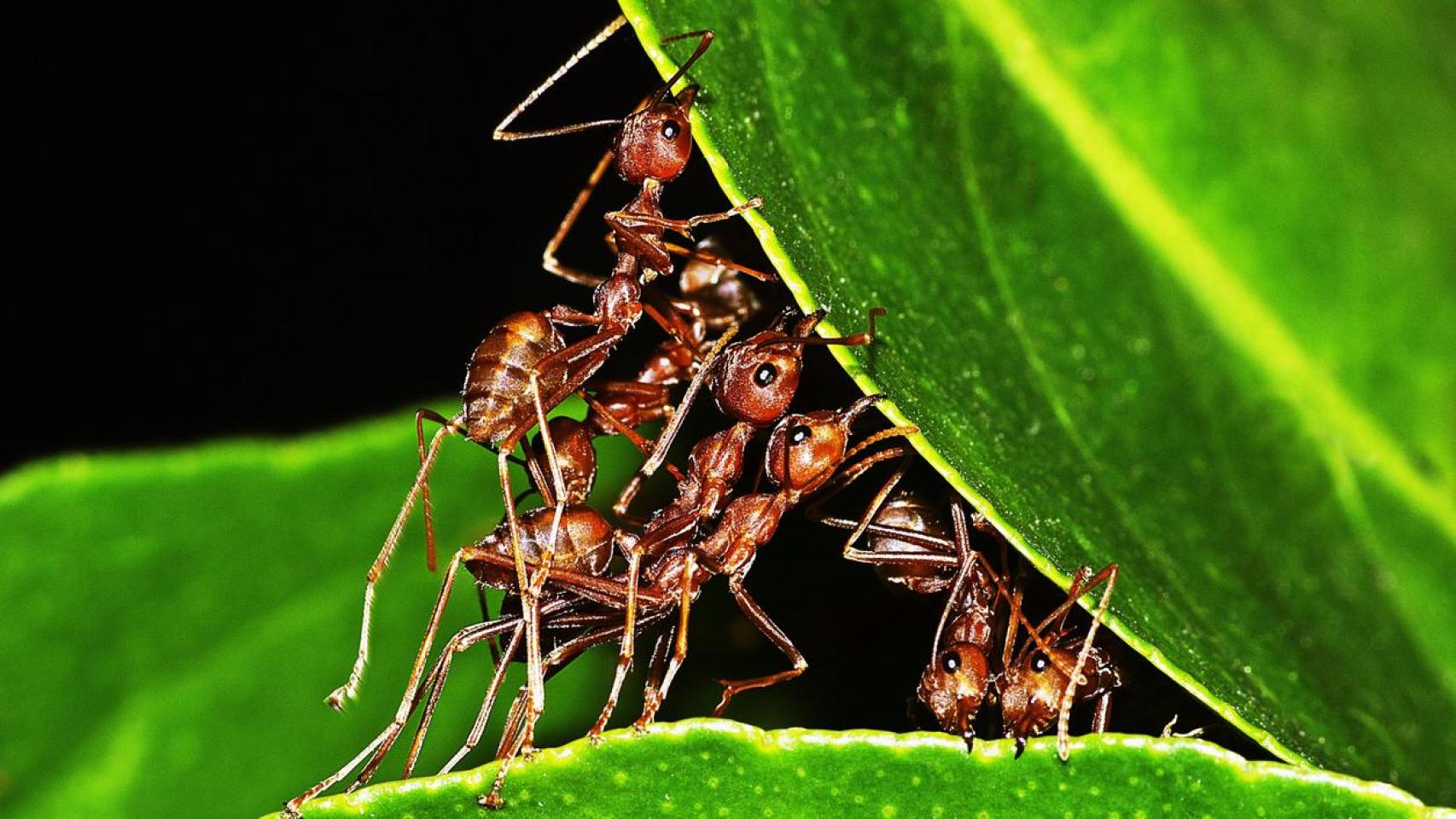 Los insectos, como las hormigas, son clave para el equilibrio de los ecosistemas.