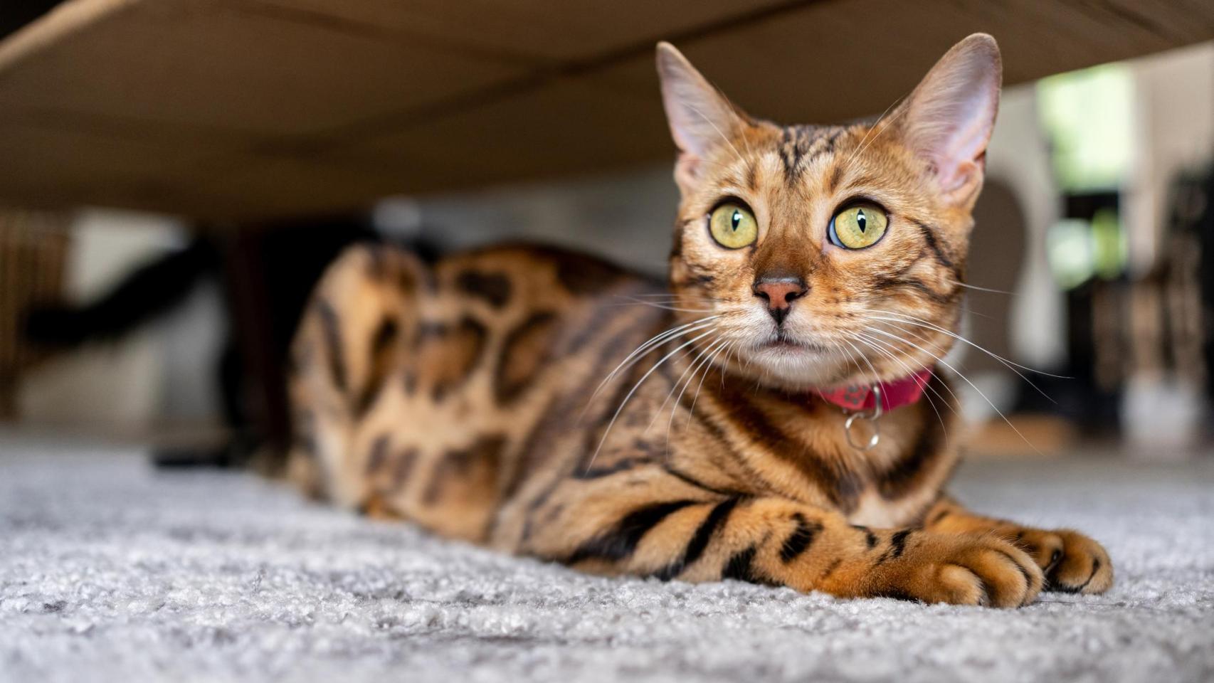 Un gato bengala.