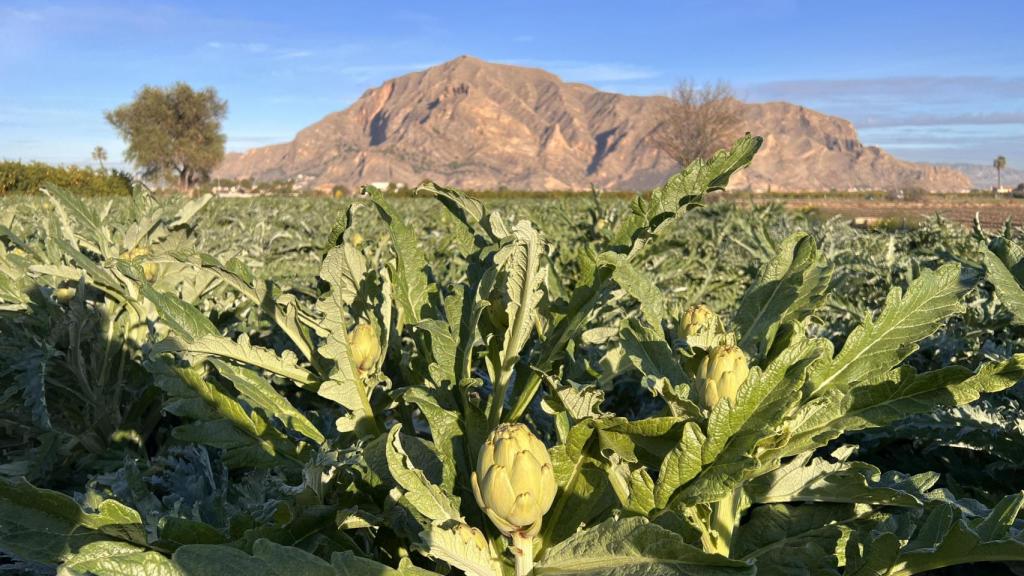 Unas alcachofas de la Vega Baja.