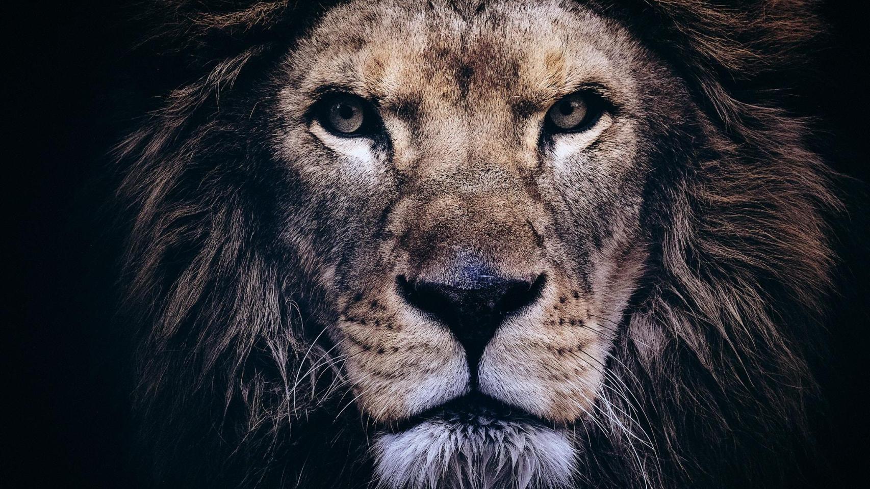 Una de las obras es la cara de un león.