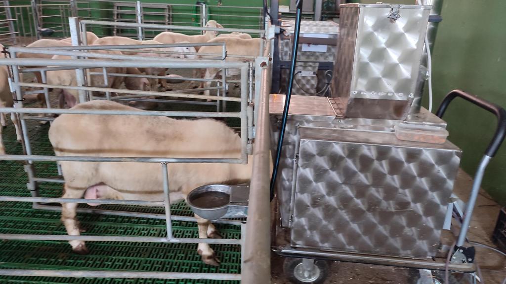 Oveja en equipo de medición de gas GreenFeed