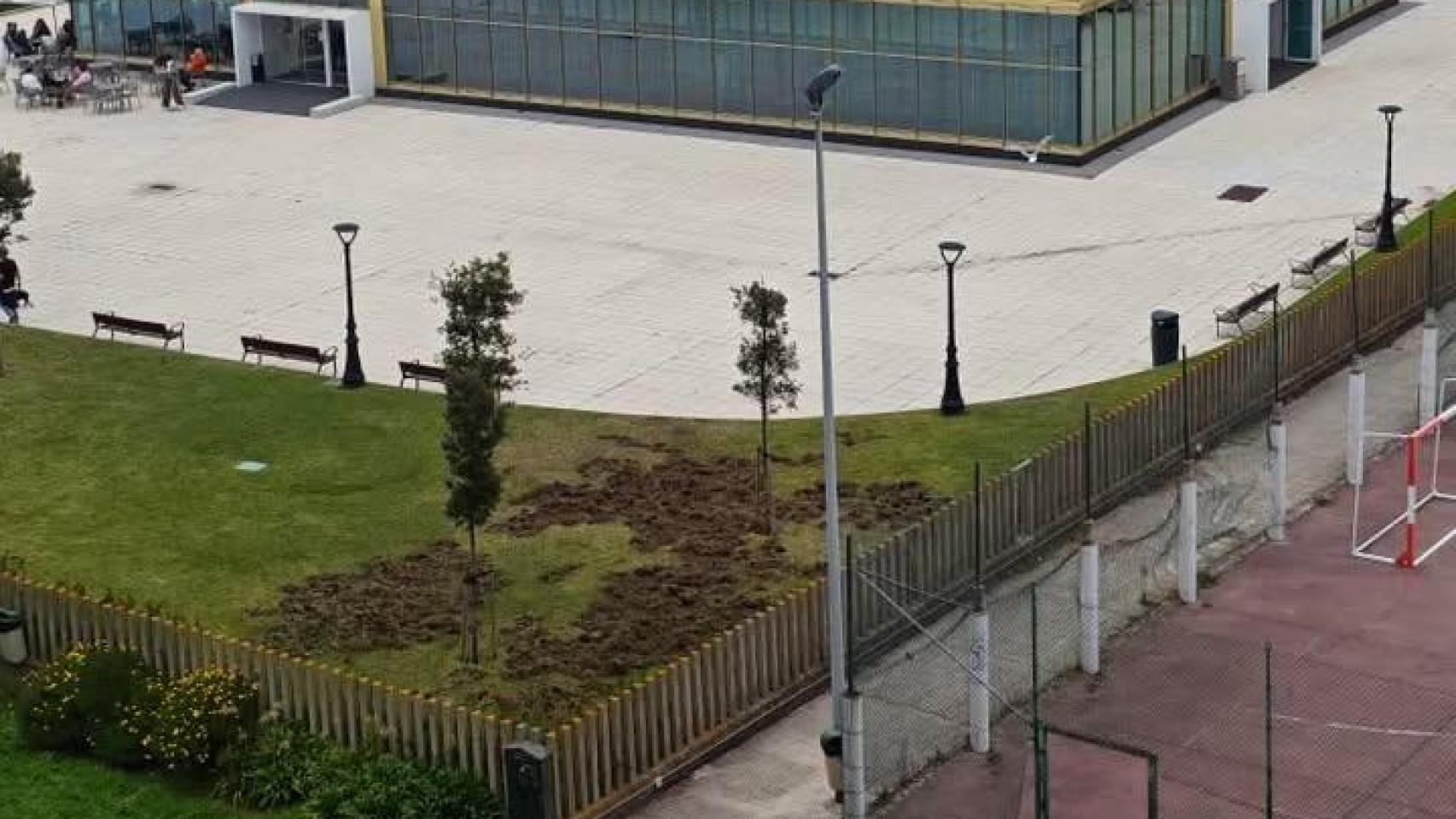 Destrozos en Monte Alto por los jabalís