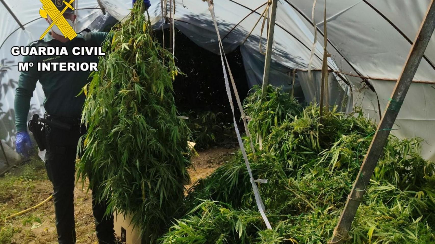 Cultivo de marihuana en la comarca de la Riojilla burgalesa