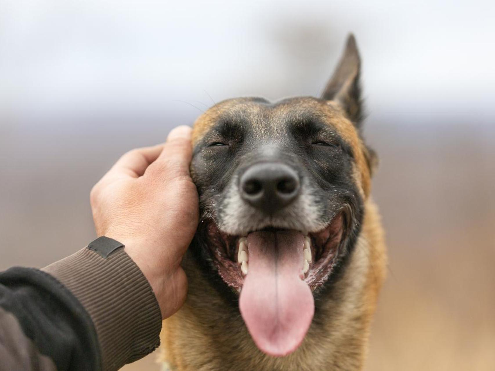 Un perro con la cara feliz.