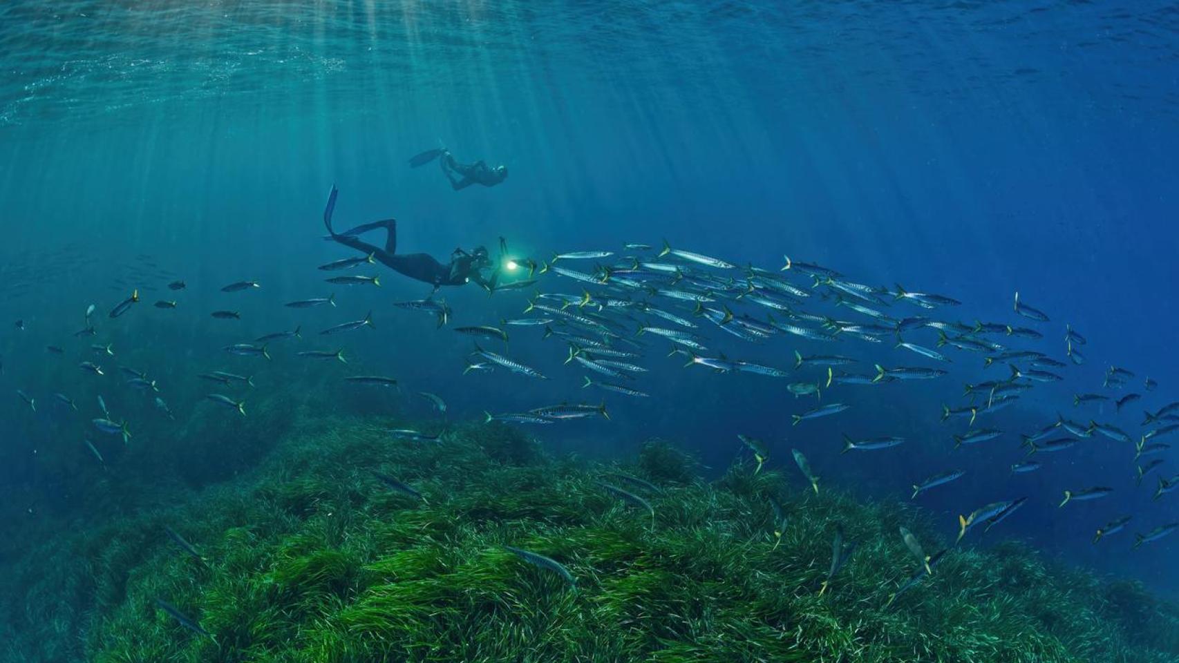 Posidonia del Mediterráneo con un banco de barracudas.