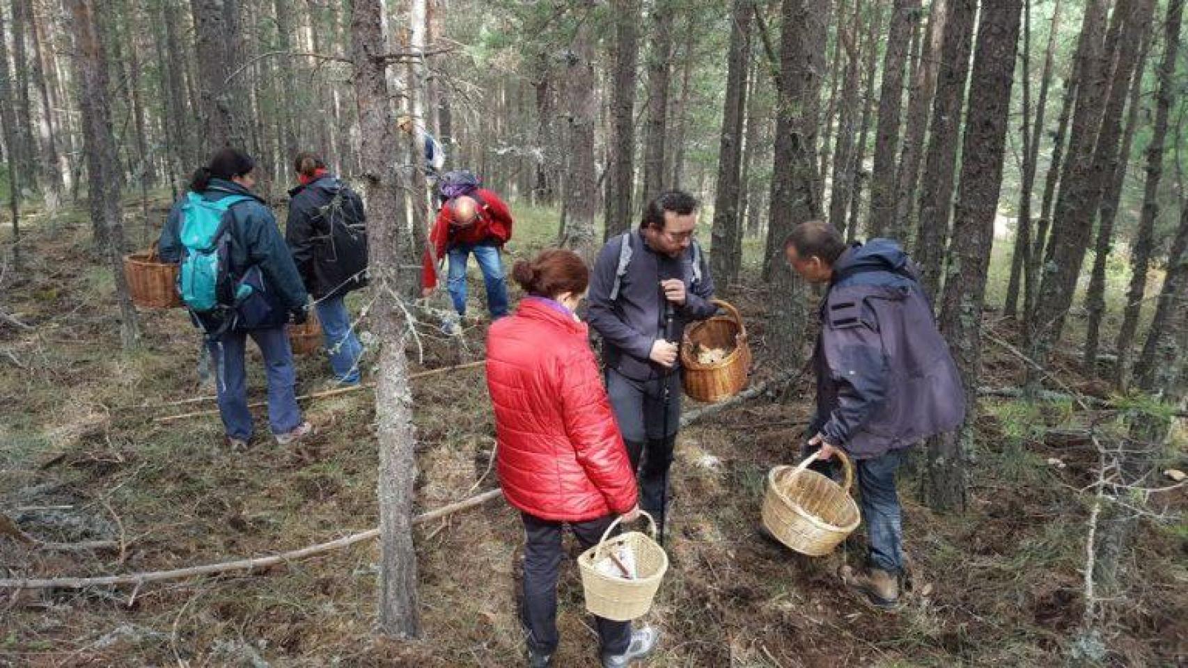 Jornadas micológicas de la Sierra de Albarracín.
