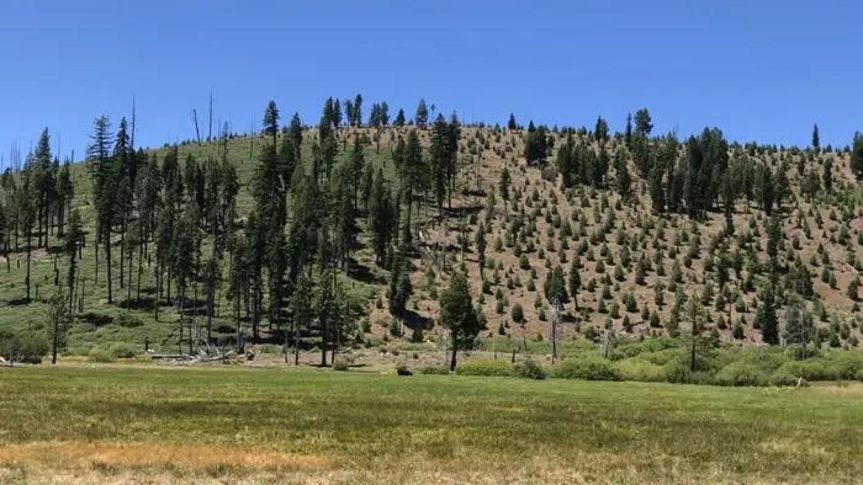 Límite de propiedad forestal en el incendio de Moonlight, que muestra una plantación recién establecida en tierra privada (derecha).