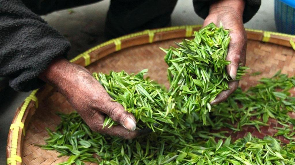 Un recorrido por los países que viven del cultivo del té.