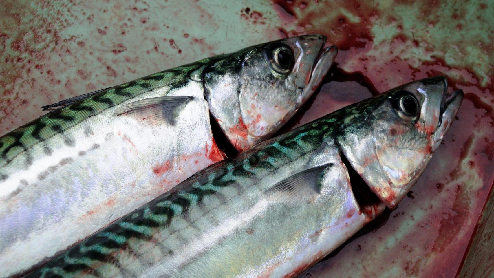 Caballa. Jesusisland / Flickr